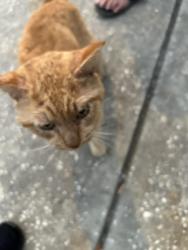 Found/Stray Male Cat last seen Ozona Blue pinellas Trail, Palm Harbor, FL 34683