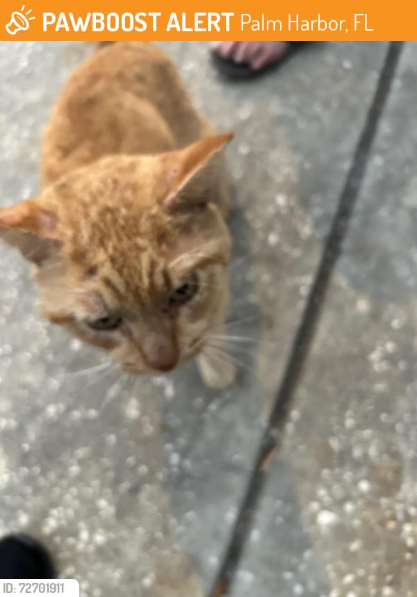 Found/Stray Male Cat last seen Ozona Blue pinellas Trail, Palm Harbor, FL 34683