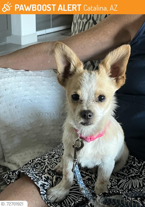 Found/Stray Male Dog last seen Near Miraval Resort, Catalina, AZ 85739