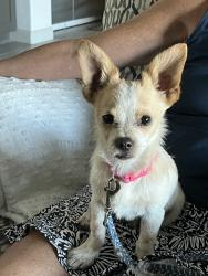 Found/Stray Male Dog last seen Near Miraval Resort, Catalina, AZ 85739