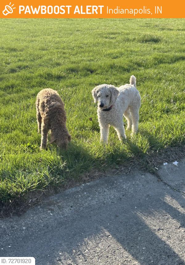 Found/Stray Male Dog last seen Burrwood Drive and 42nd St. Indianapolis, Indianapolis, IN 46235