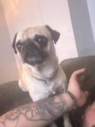 Lost Male Dog last seen Fm 55, Waxahachie, TX 75165