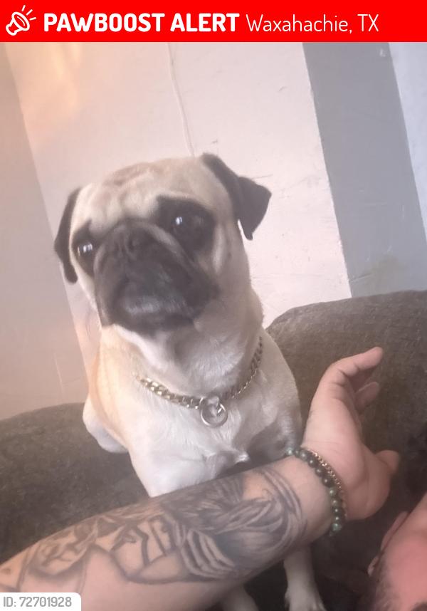 Lost Male Dog last seen Fm 55, Waxahachie, TX 75165