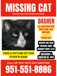 Lost Male Cat last seen Nighthawk Pass and Chaote St, Temecula, CA 92592