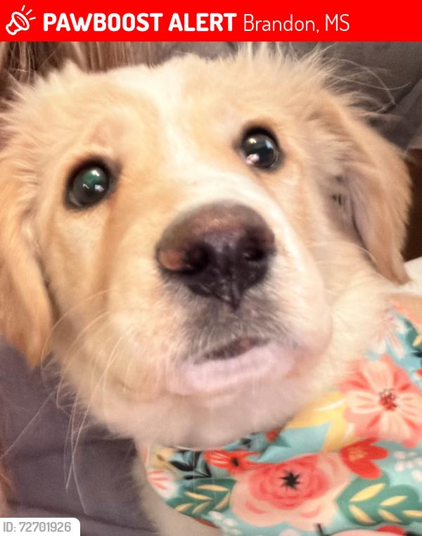Lost Female Dog last seen South College Street Brandon MS 39042, Brandon, MS 39042
