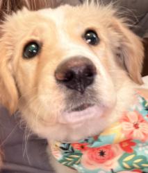 Lost Female Dog last seen South College Street Brandon MS 39042, Brandon, MS 39042
