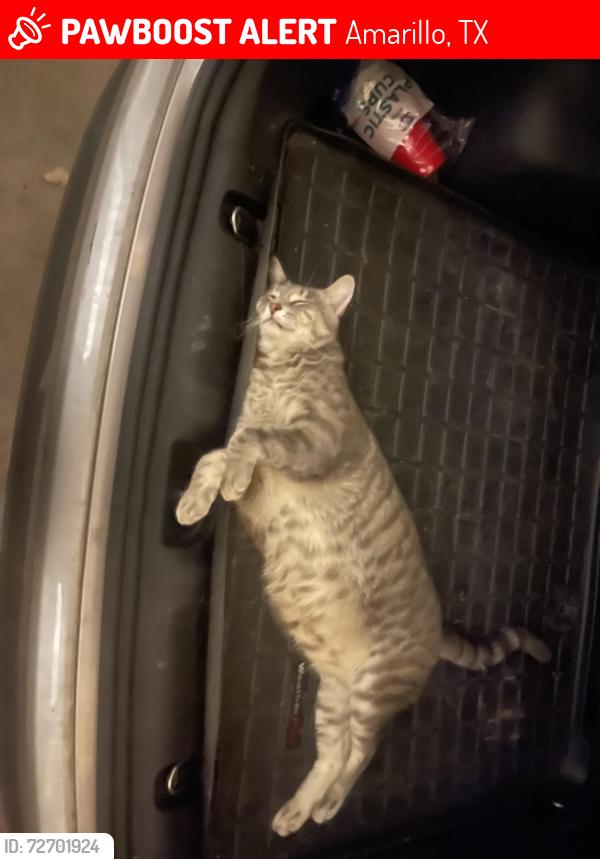 Lost Male Cat last seen Lamar elementary school , Amarillo, TX 79110