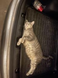 Lost Male Cat last seen Lamar elementary school , Amarillo, TX 79110