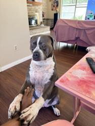 Lost Female Dog last seen Cypresswood, Spring, TX 77373