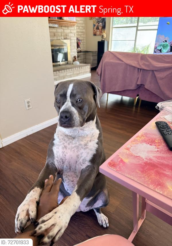 Lost Female Dog last seen Cypresswood, Spring, TX 77373