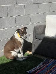 Found/Stray Female Dog last seen N 91st Ave & W Osborn Rd, Phoenix, AZ 85037, USA, Phoenix, AZ 85037
