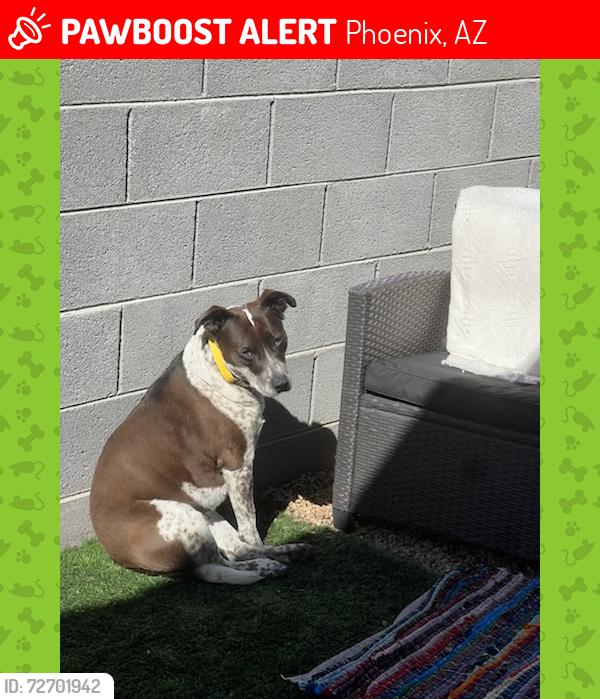 Found/Stray Female Dog last seen N 91st Ave & W Osborn Rd, Phoenix, AZ 85037, USA, Phoenix, AZ 85037