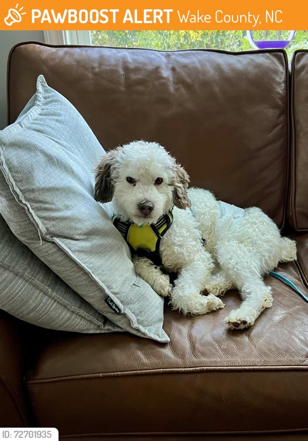 Found/Stray Male Dog last seen Unknown, Wake County, NC 27604
