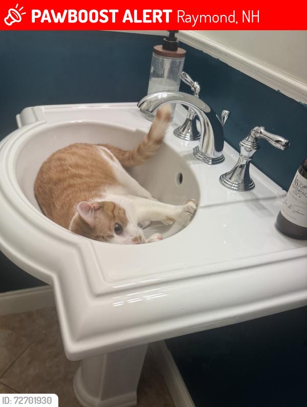 Lost Male Cat last seen Seen at several hses on Norton Pond Road, Raymond, NH 03077