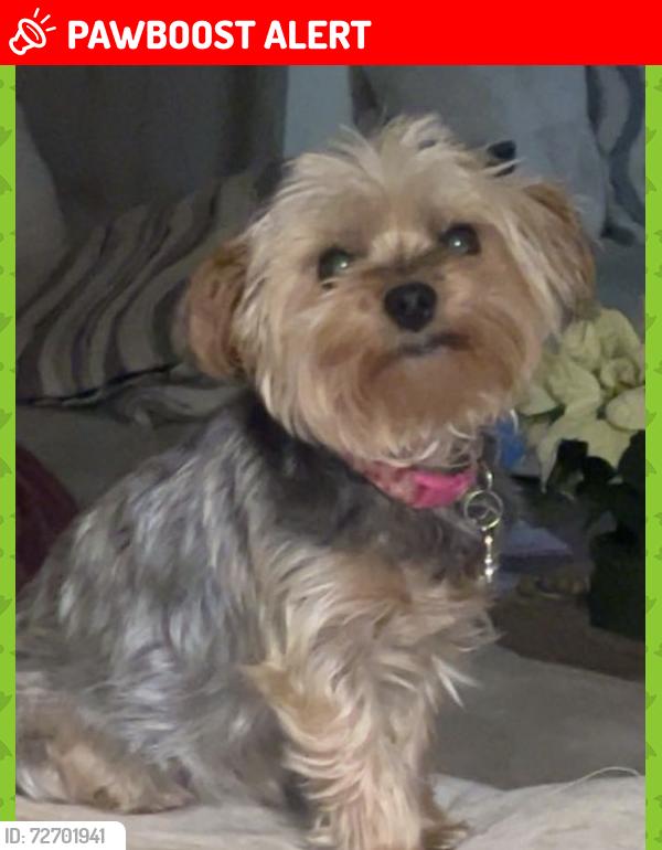 Lost Female Dog last seen Stuart mesa housing , Camp Pendleton South, CA 92058