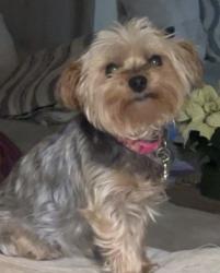 Lost Female Dog last seen Stuart mesa housing , Camp Pendleton South, CA 92058
