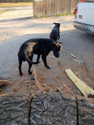 Found/Stray Male Dog last seen Near and Broadway , Wichita, KS 67219