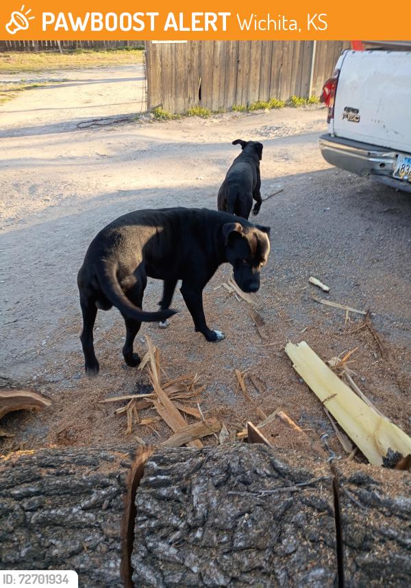 Found/Stray Male Dog last seen Near and Broadway , Wichita, KS 67219