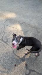 Found/Stray Male Dog last seen South Allen st, Wake Forest, NC 27587