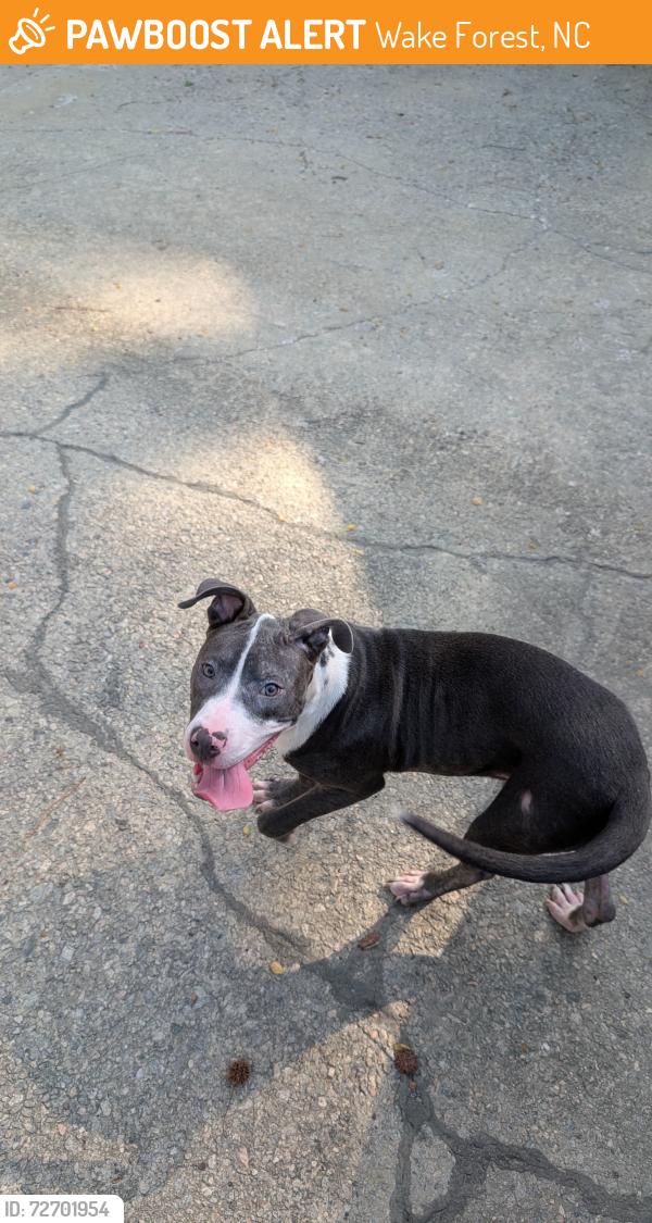 Found/Stray Male Dog last seen South Allen st, Wake Forest, NC 27587