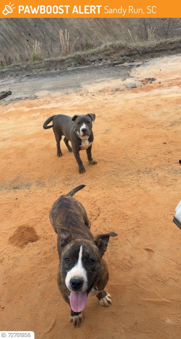 Found/Stray Male Dog last seen HWY 21 and i26, Sandy Run, SC 29160