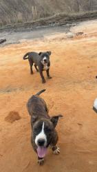 Found/Stray Male Dog last seen HWY 21 and i26, Sandy Run, SC 29160