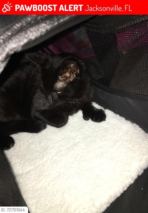 Lost Female Cat last seen Brookview Dr s, Cortez rd, Jacksonville, FL 32246