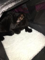 Lost Female Cat last seen Brookview Dr s, Cortez rd, Jacksonville, FL 32246