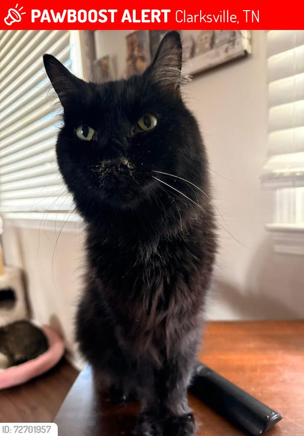 Lost Male Cat last seen Nottingham PL, Clarksville, TN 37042
