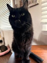 Lost Male Cat last seen Nottingham PL, Clarksville, TN 37042