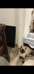 Lost Female Cat last seen Old McGregor Road and Londonderry, Woodway, TX 76712