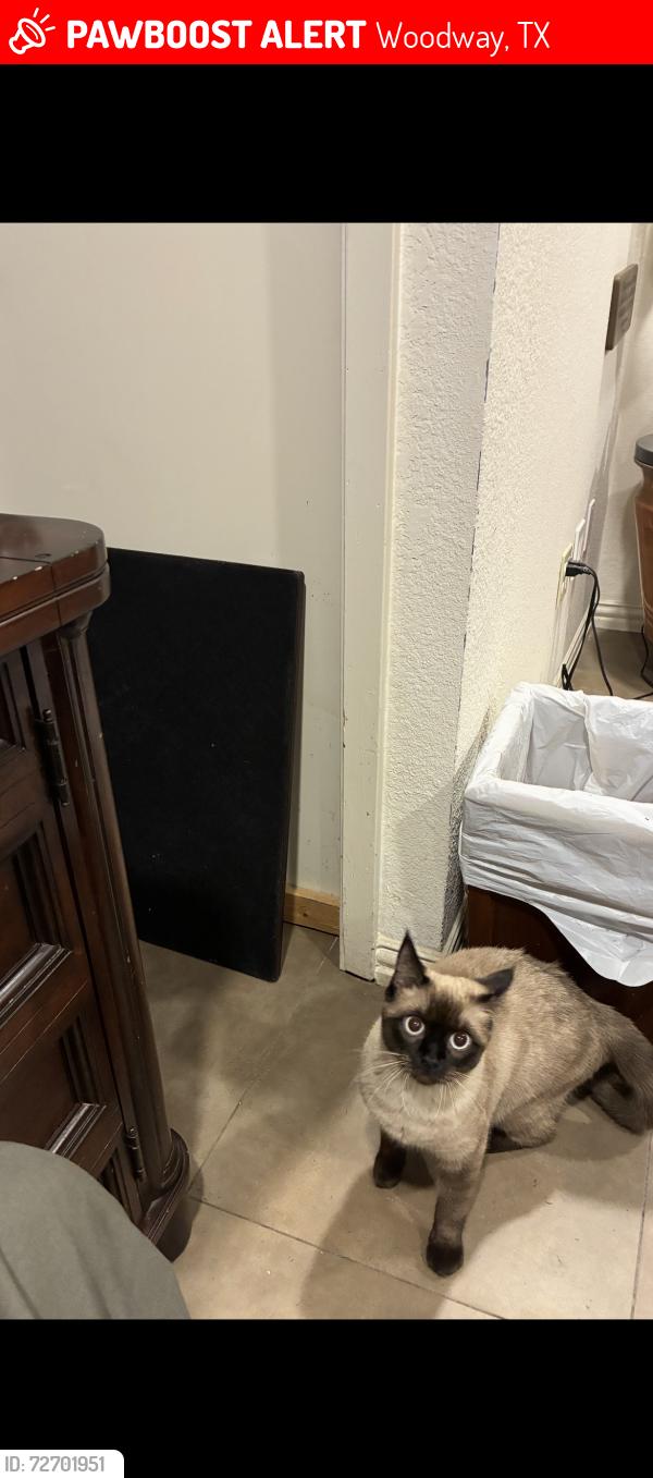 Lost Female Cat last seen Old McGregor Road and Londonderry, Woodway, TX 76712