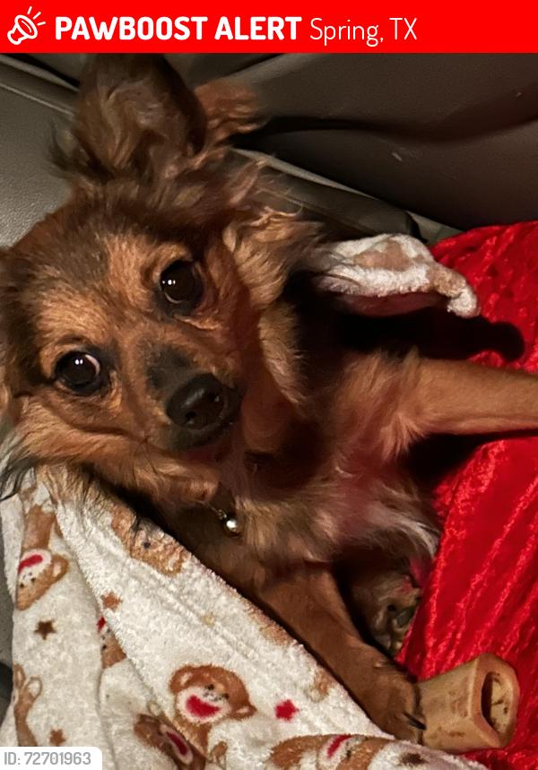 Lost Male Dog last seen Near Greenlake Dr spring tx 77388, Spring, TX 77388