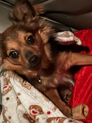 Lost Male Dog last seen Near Greenlake Dr spring tx 77388, Spring, TX 77388