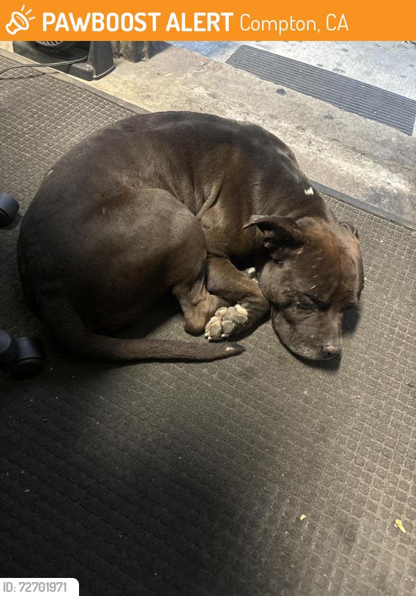 Found/Stray Male Dog last seen Alameda and Santa Fe , Compton, CA 90222