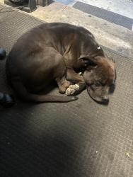 Found/Stray Male Dog last seen Alameda and Santa Fe , Compton, CA 90222