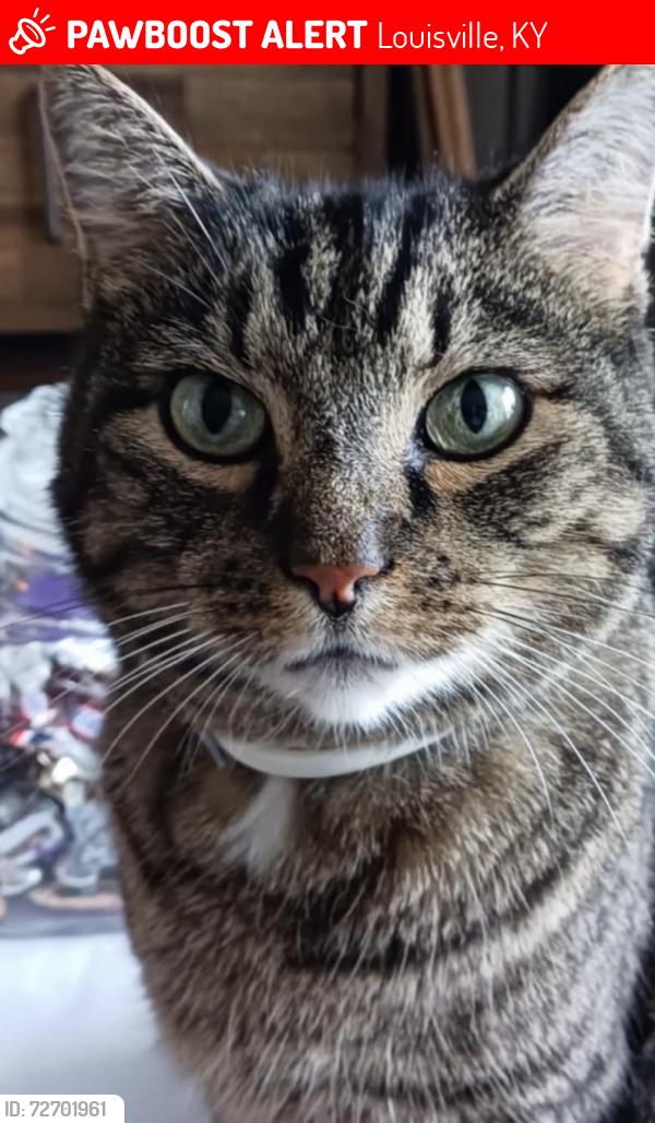 Lost Unknown Cat last seen Fenwick and wynde manor, Louisville, KY 40228
