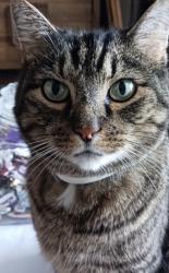 Lost Unknown Cat last seen Fenwick and wynde manor, Louisville, KY 40228