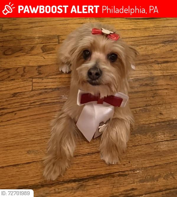 Lost Female Dog last seen Near bustleton and tyson, Philadelphia, PA 19149