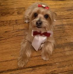 Lost Female Dog last seen Near bustleton and tyson, Philadelphia, PA 19149
