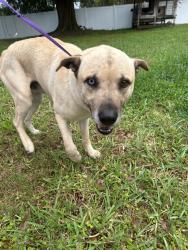 Found/Stray Male Dog last seen On Cornet and Clemons, Plant City, FL 33563