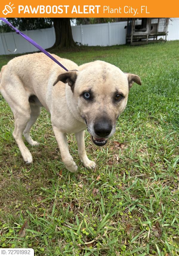 Found/Stray Male Dog last seen On Cornet and Clemons, Plant City, FL 33563