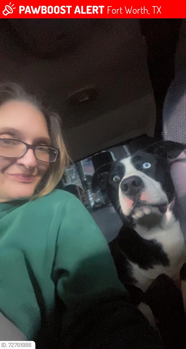 Lost Male Dog last seen Nine Mile Bridge, and nine Mile azle, Fort Worth, TX 76135