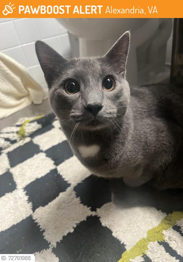 Found/Stray Unknown Cat last seen Russell Road by St. Rita's Church, Alexandria, VA 22301