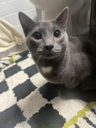Found/Stray Unknown Cat last seen Russell Road by St. Rita's Church, Alexandria, VA 22301