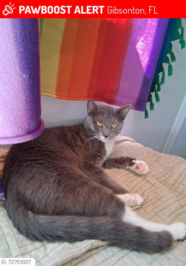 Lost Male Cat last seen Gibsonton dr, small trailer park , Gibsonton, FL 33534