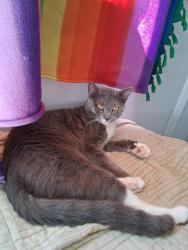Lost Male Cat last seen Gibsonton dr, small trailer park , Gibsonton, FL 33534