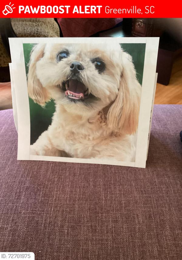 Lost Female Dog last seen Front yard of  on Loop St, Greenville, SC 29609