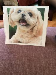 Lost Female Dog last seen Front yard of  on Loop St, Greenville, SC 29609