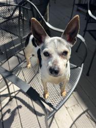 Found/Stray Unknown Dog last seen Summer Avenue, Memphis, TN 38122